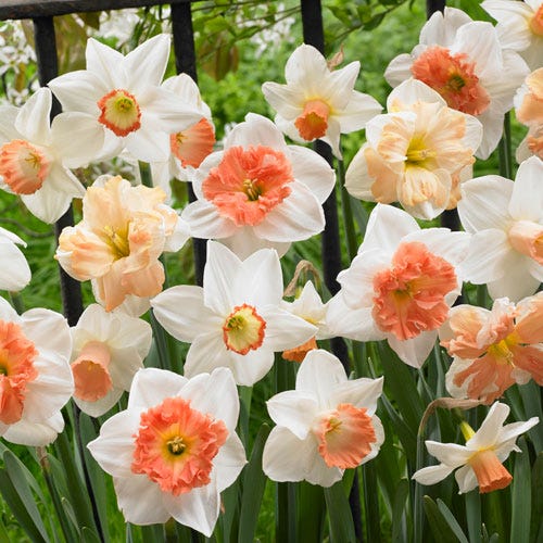 Featured Flower Bulbs